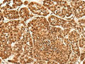 NEK7 Polyclonal Antibody – Figure 1 of 3
