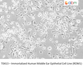 Immortalized Human Middle Ear Epithelial Cell Line (ROM1) – Figure 1 of 1