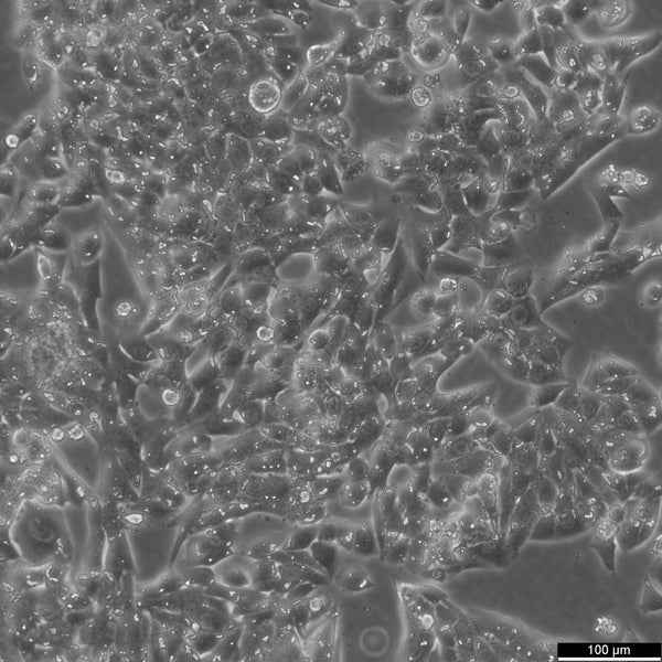 MLTC-1 cell