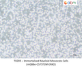 Immortalized Myeloid Monocyte Cells (mGB8e-C57STEM-ERKO) – Figure 1 of 1