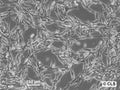MML-1 cell