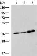 EEF1D Polyclonal Antibody – Figure 1 of 4