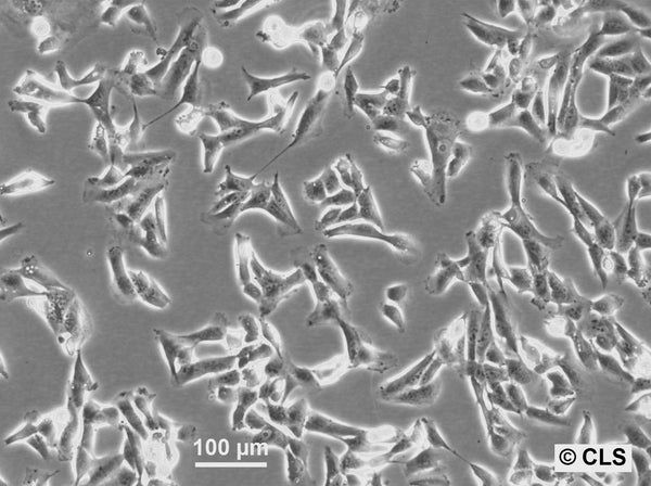MNNG-HOS (CL #5) cell