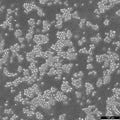 MOLP-8 cell