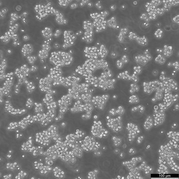 MOLP-8 cell