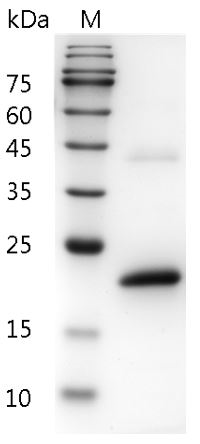 Mouse IFN alpha 1a Protein,ÿ His tag (Animal-Free)