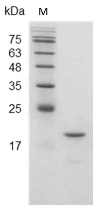 Mouse IFN beta 1a Protein,ÿ His tag (Animal-Free)