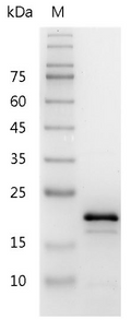 Mouse IL-11 Protein,ÿ His tag (Animal-Free)