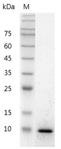 Mouse IL-13 Protein,ÿ His tag (Animal-Free)