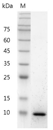 Mouse IL-13 Protein,ÿ His tag (Animal-Free)