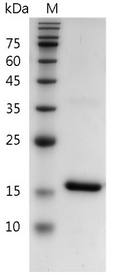 Mouse IL-18 Protein, His tag (Animal-Free)