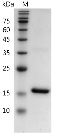 Mouse IL-18 Protein, His tag (Animal-Free)