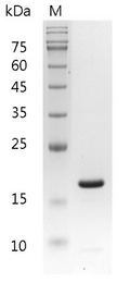 Mouse IL-1 beta Protein,ÿ His tag (Animal-Free)