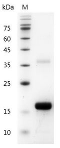 Mouse IL-2 Protein,ÿ His tag (Animal-Free)