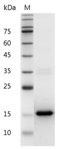 Mouse IL-3 Protein,ÿ His tag (Animal-Free)