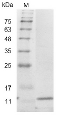 Mouse IL-5 Protein,ÿ His tag (Animal-Free)