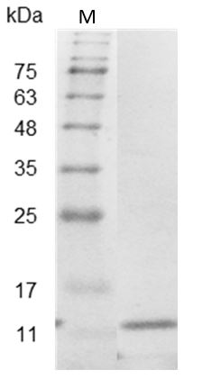 Mouse IL-5 Protein,ÿ His tag (Animal-Free)
