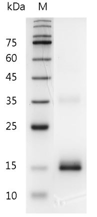 Mouse IL-7 Protein,ÿ His tag (Animal-Free)