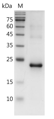 Mouse LIF Protein,ÿ His tag (Animal-Free)