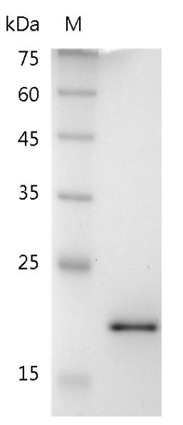 Mouse TRAIL Protein, His tag (Animal-Free)