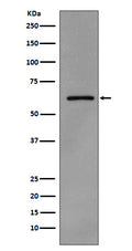 Western blot analysis of Phospho-Src (Y419) expression in A431 cell lysate treated with pervanadate.