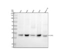 Anti-Phospho-CDK2 (Y15) Rabbit Monoclonal Antibody