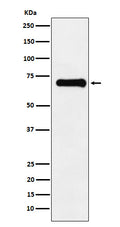 Western blot analysis of Phospho-PAK4 + PAK5 + PAK6 (S474 + S560 + S602) expression in U87-MG cell lysate.