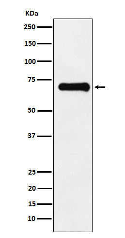 Western blot analysis of Phospho-PAK4 + PAK5 + PAK6 (S474 + S560 + S602) expression in U87-MG cell lysate.
