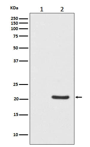 Western blot analysis of Phospho-Bad (S112) expression in (1) HeLa cell lysate; (2) HeLa cell treated with Calcyculin A lysate.