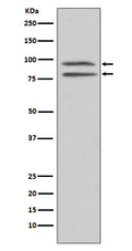 Western blot analysis of Phospho-MSK1 (S376) expression in HEK293 cell lysate treated with EGF.
