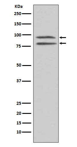 Western blot analysis of Phospho-MSK1 (S376) expression in HEK293 cell lysate treated with EGF.