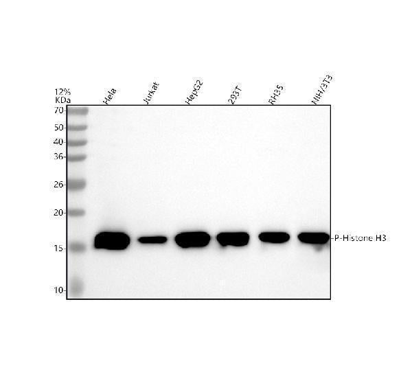 Anti-Phospho-Histone H3 (S10) HIST1H3A Rabbit Monoclonal Antibody