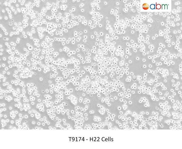 H22 Cells – Figure 1 of 1