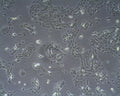 MSC-P5 cell