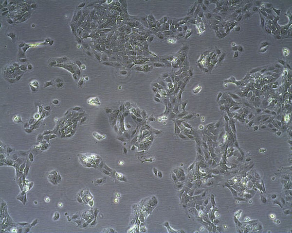 MSC-P5 cell