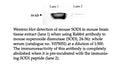 Anti-Mouse superoxide dismutase (SOD1, 24-36) Antibody – Figure 1 of 1