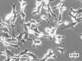 MSTO-211H cell