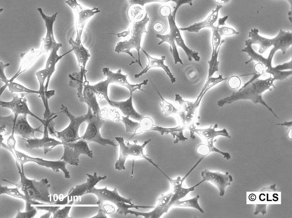MSTO-211H cell