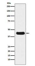 Western blot analysis of extracts from V5-tag fusion protein, using V5-tag Mouse Monoclonal Antibody.