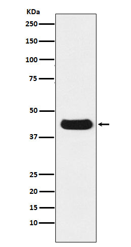 Western blot analysis of extracts from V5-tag fusion protein, using V5-tag Mouse Monoclonal Antibody.