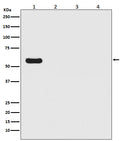 Western blot analysis of Firefly Luciferase  Antibody - N-terminal expression in (1) Firefly Luciferase transfected 293T cell lysate; (2) HeLa cell lysate; (3) NIH/3T3 cell lysate; (4) C6 cell lysate.