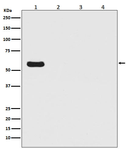 Western blot analysis of Firefly Luciferase  Antibody - N-terminal expression in (1) Firefly Luciferase transfected 293T cell lysate; (2) HeLa cell lysate; (3) NIH/3T3 cell lysate; (4) C6 cell lysate.
