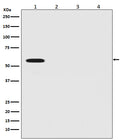 Western blot analysis of Firefly Luciferase Antibody expression in (1) Firefly Luciferase transfected 293T cell lysate; (2) HeLa cell lysate; (3) NIH/3T3 cell lysate; (4) C6 cell lysate.