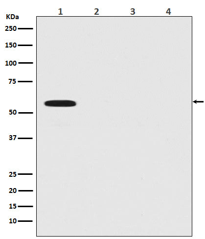 Western blot analysis of Firefly Luciferase Antibody expression in (1) Firefly Luciferase transfected 293T cell lysate; (2) HeLa cell lysate; (3) NIH/3T3 cell lysate; (4) C6 cell lysate.