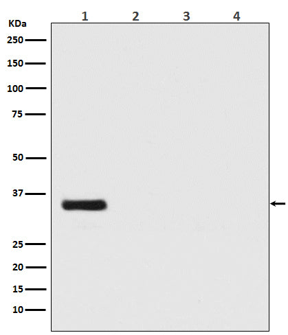 Western blot analysis of Renilla Luciferase expression in (1) Renilla Luciferase transfected 293 cell lysate; (2) HeLa cell lysate; (3) NIH/3T3 cell lysate; (4) C6 cell lysate.