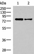 KHSRP Polyclonal Antibody – Figure 1 of 3