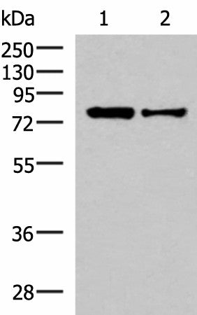 KHSRP Polyclonal Antibody – Figure 1 of 3