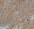 NDUFS7 Polyclonal Antibody – Figure 1 of 2