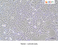 U251N Cells – Figure 1 of 1