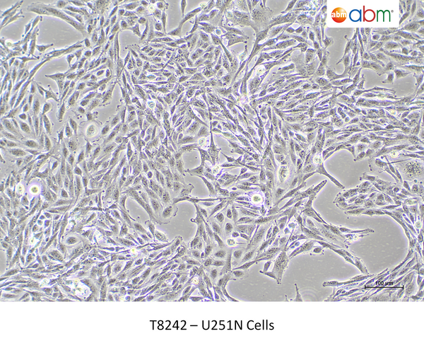 U251N Cells – Figure 1 of 1